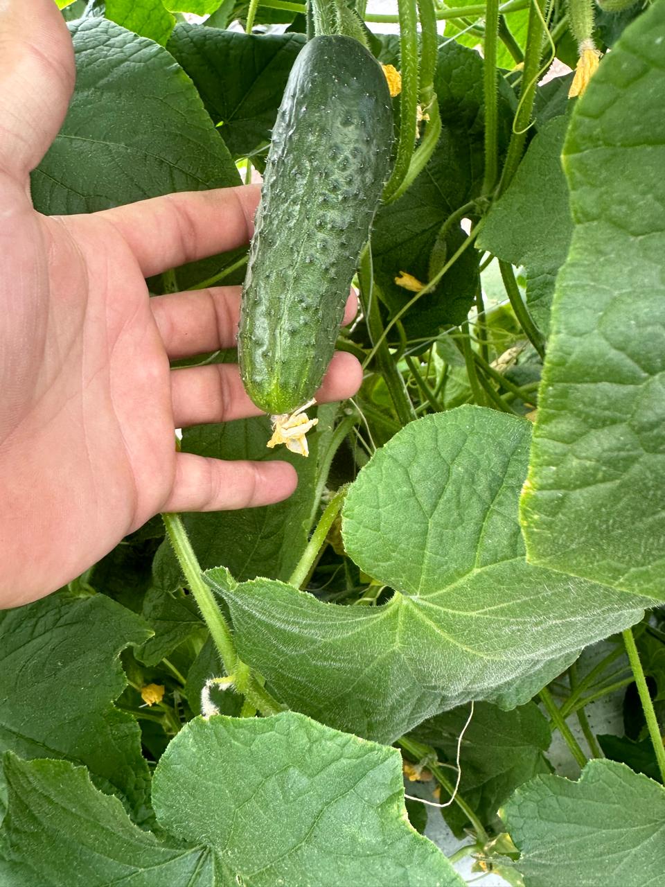 Pickle Cucumber