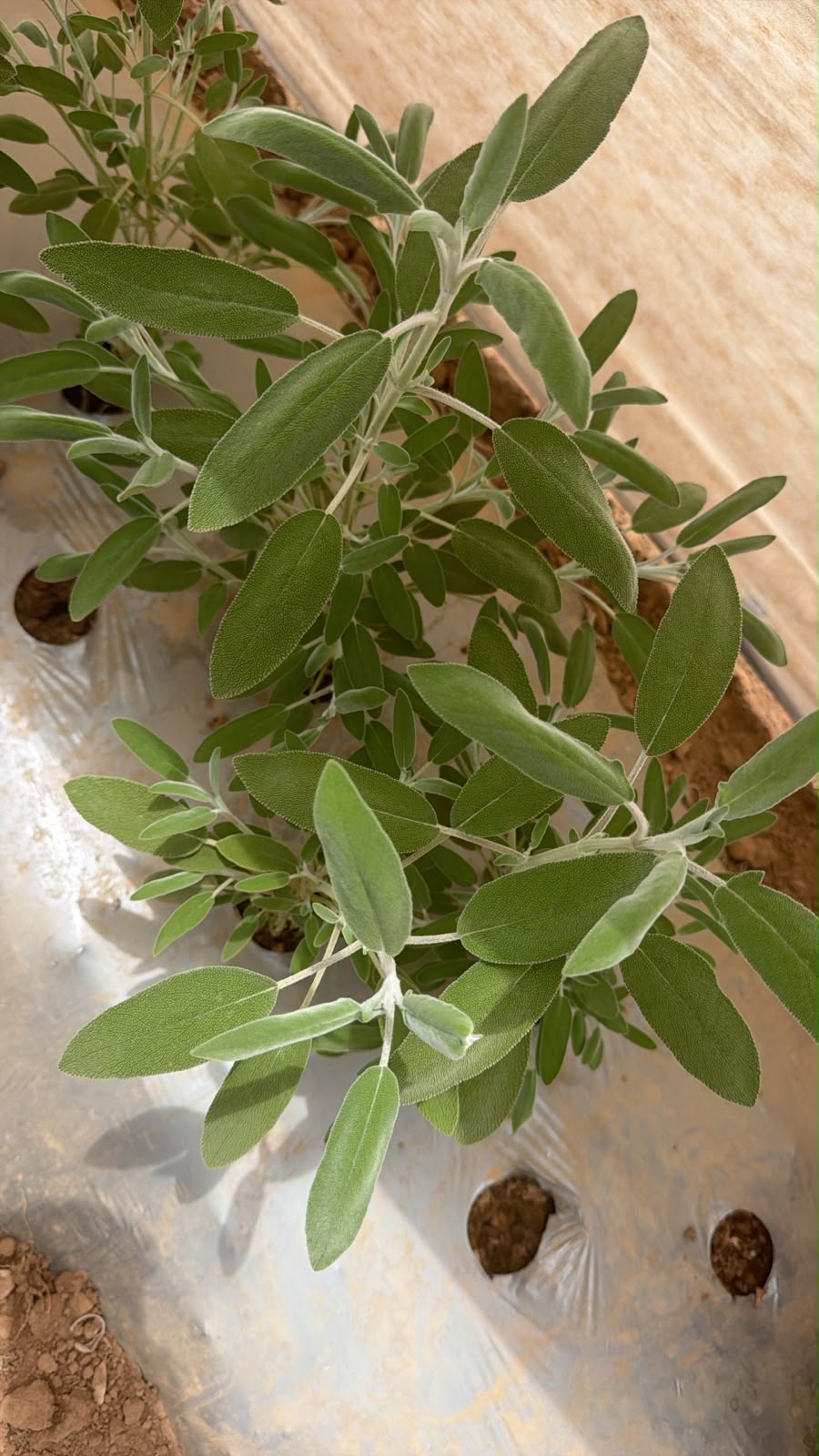 Sage